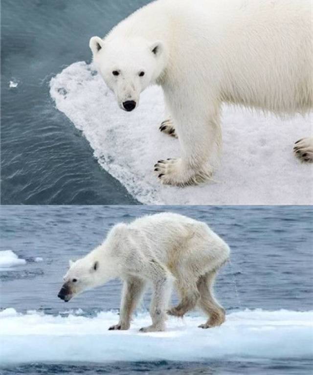 一张北极熊瘦骨嶙峋的照片,令世人揪心,人类何时才能停止杀戮
