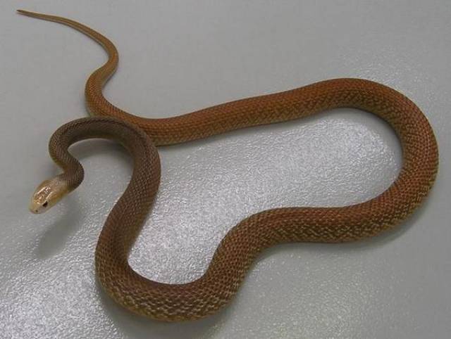 地球上10大毒性最强的蛇,细鳞太攀蛇第二,一次