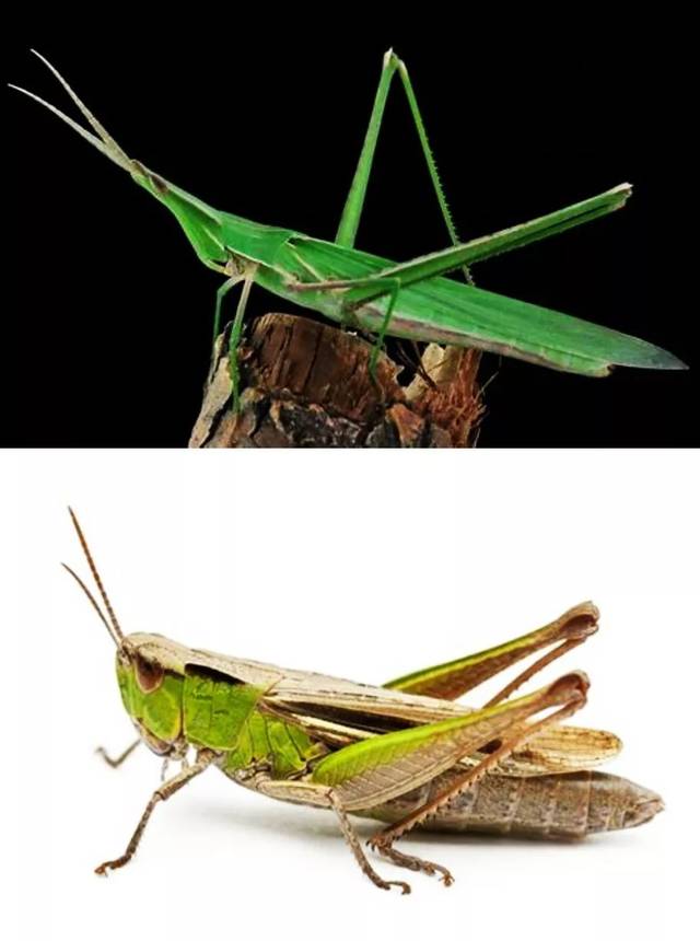 蚂蚱和螳螂的区别 搜狐网