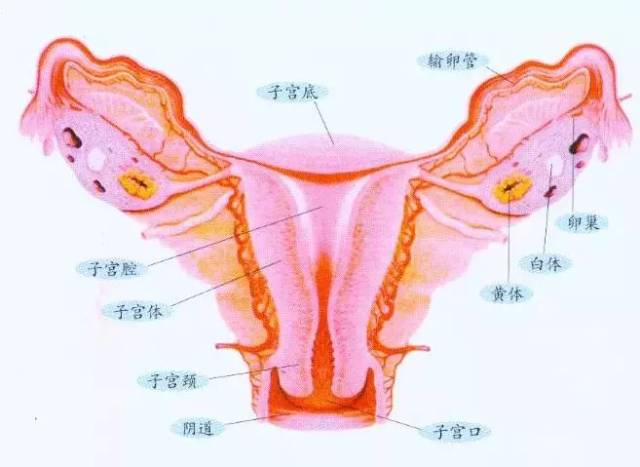 女性生殖系统分两大部分,一部分是外生殖器,另一部分是内生殖器,内