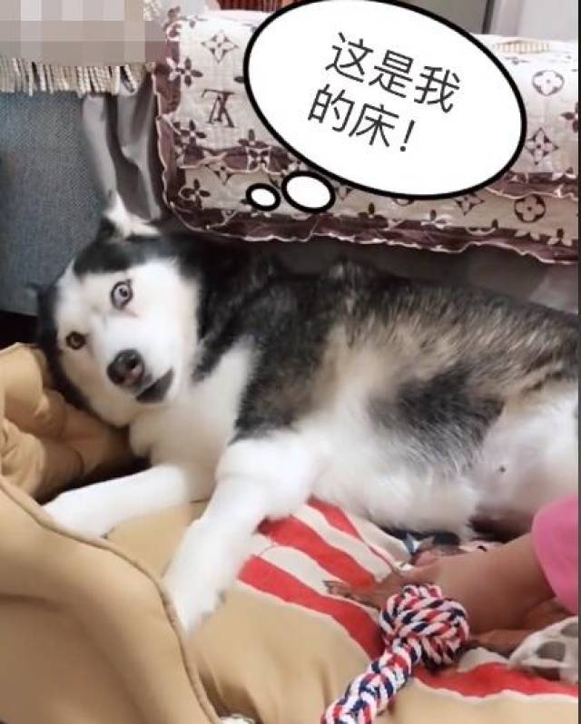 哈士奇躺在小床里,主人非要它起来,二哈急眼了直接躺了下去