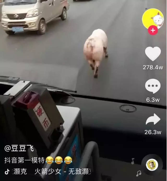 俗话说,没吃过猪肉还没见过猪跑啊?