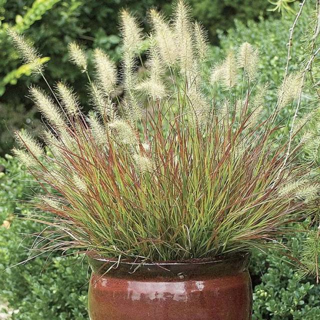 狼尾草红宝石的植株比较矮小,是非常容易生长的一种植物,养护的花盆里