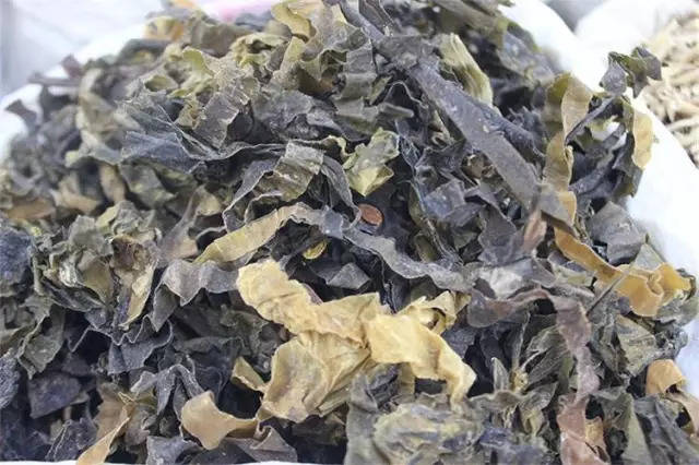每天最少学一味中药——昆布!