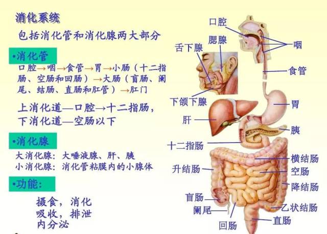 人体八大系统之《消化系统》