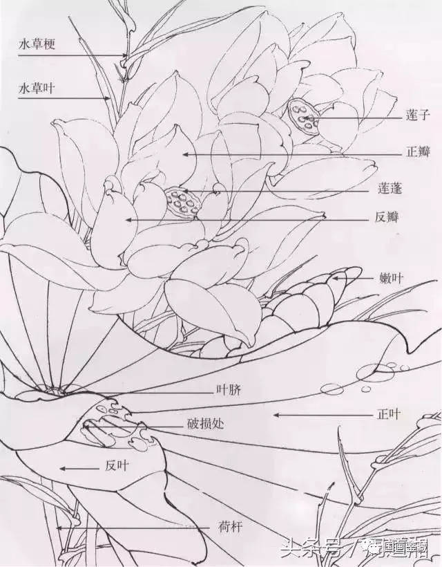 荷花用线方式及花瓣常见造型设色,附详细步骤及视频教程