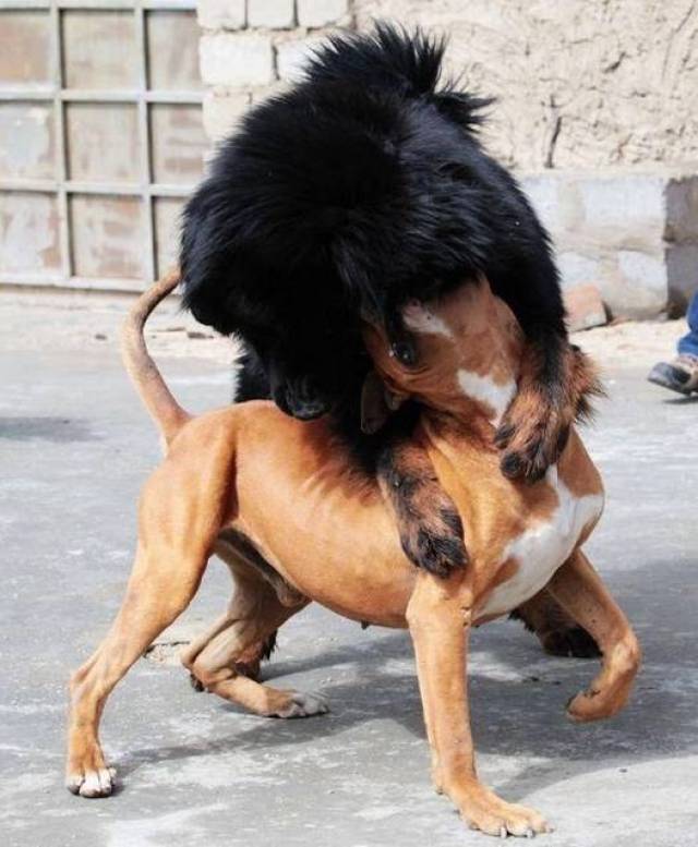 世界猛犬之间的较量——中华神犬藏獒大战美国猛犬比特犬