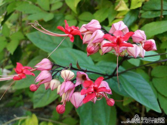 花花世界九龙吐珠原来有这般美好的寓意