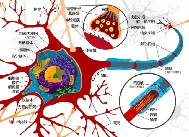 机器学习的感知机借鉴了生物学上的神经元模型,神经元彼此相连,当神经