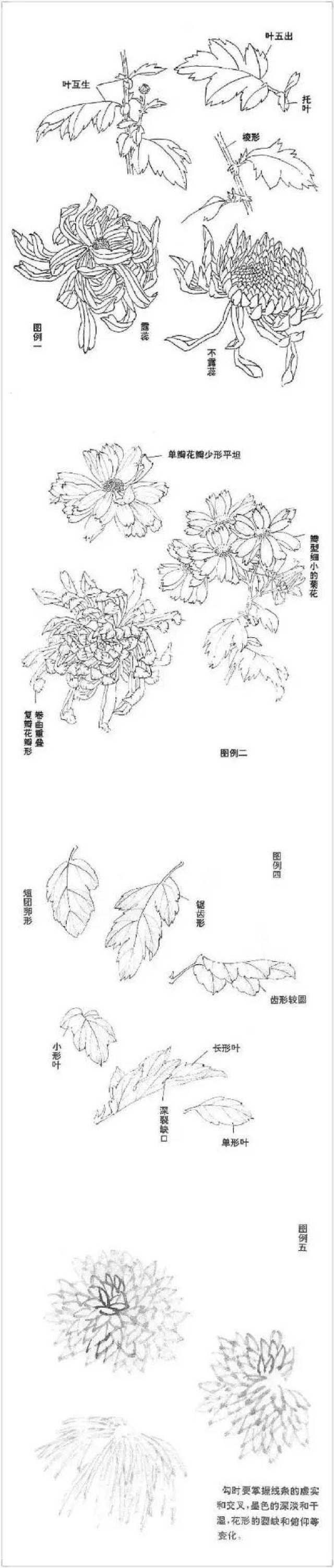 一,菊花结构解析 二,菊花写意画法简介 三,菊花叶画法 四,露蕊菊花