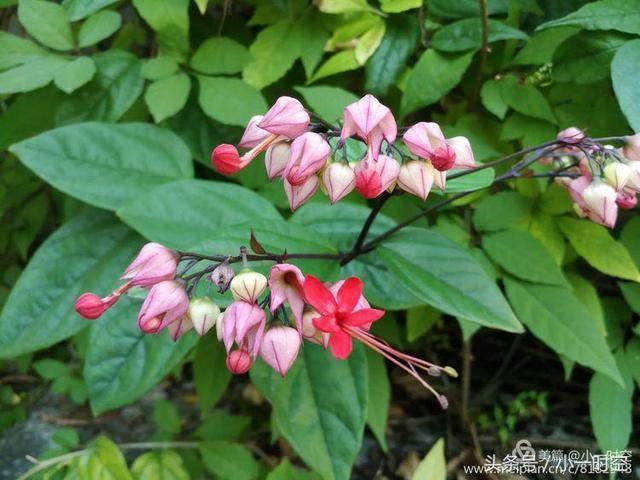 花花世界:九龙吐珠,原来有这般美好的寓意