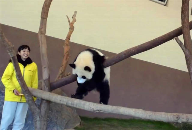 熊猫懒癌犯了怎么办?奶妈自有办法调教:一块苹