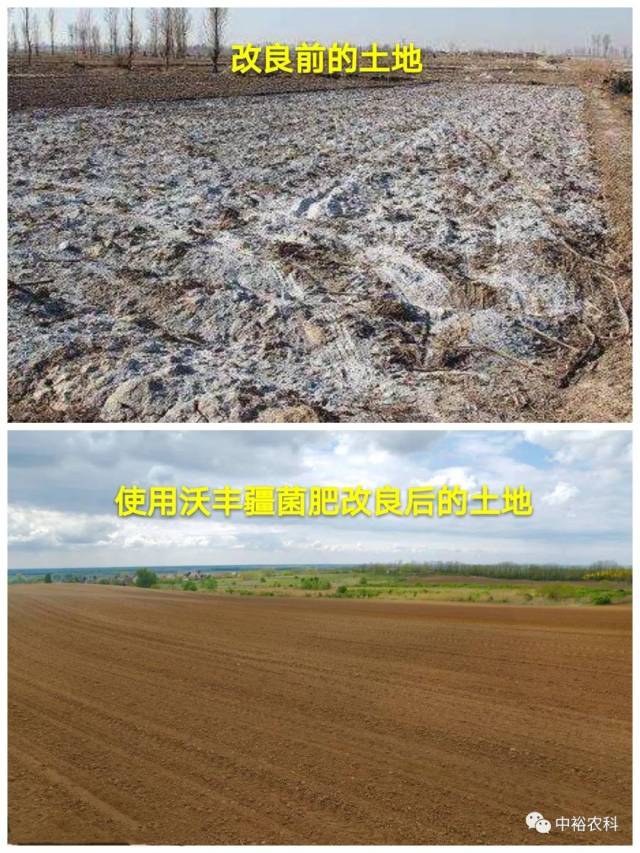 微生物菌肥对新疆土壤的影响