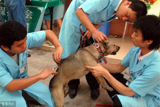 有养狗的人注意了,狗狗有这4种现象,可能是狂犬病!