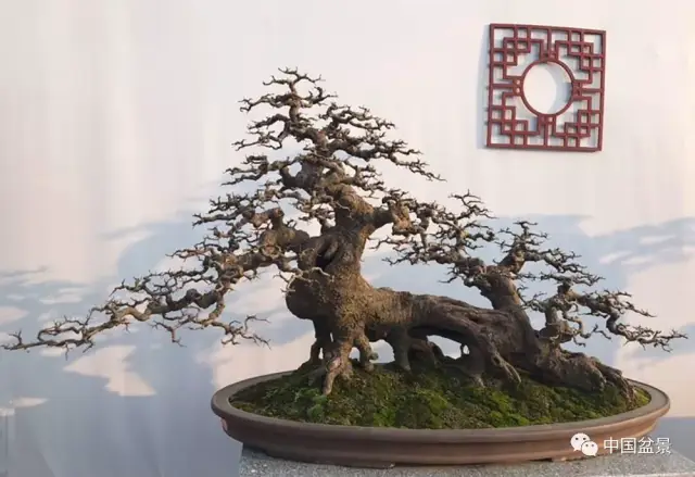 2018国际盆协中国会员盆景精品展金奖作品欣赏