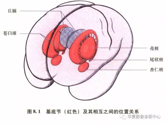 基底节区解剖位置关系图