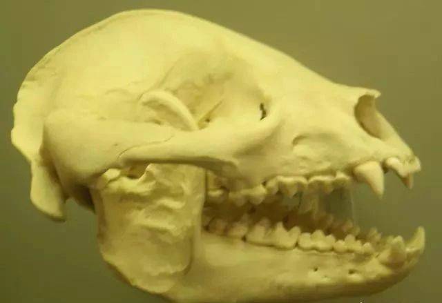 图注:大熊猫的头骨,可以看到发达的犬齿,图片来自网络