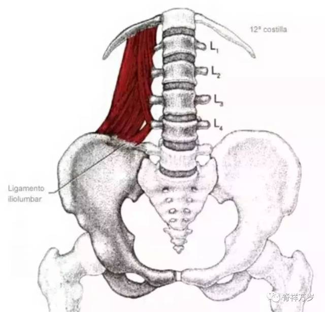 髂肋纤维:几乎垂直向下附着于髂嵴和髂腰韧带,向上连接至第12肋.