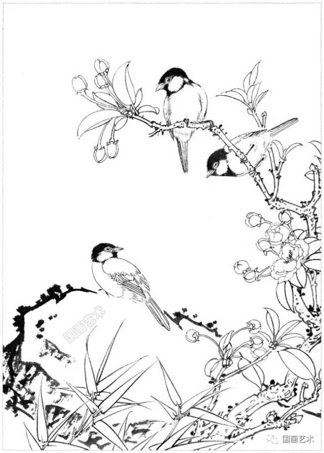 白脸山雀