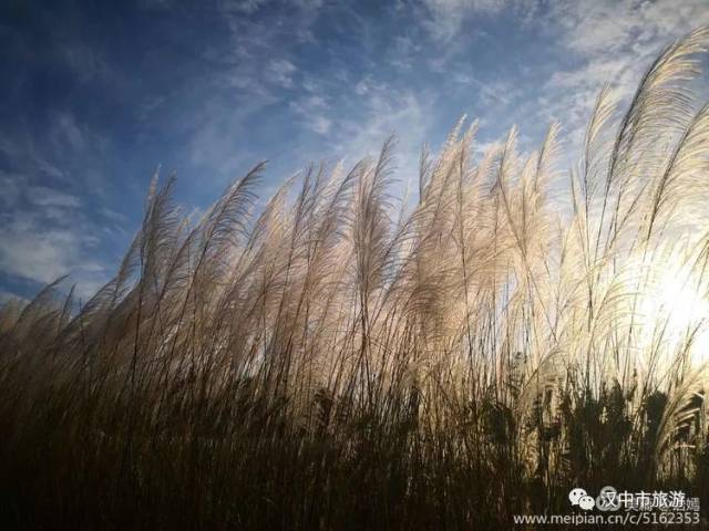 蒹葭苍苍,白露为霜. 蒹葭凄凄,白露未晞. (视频