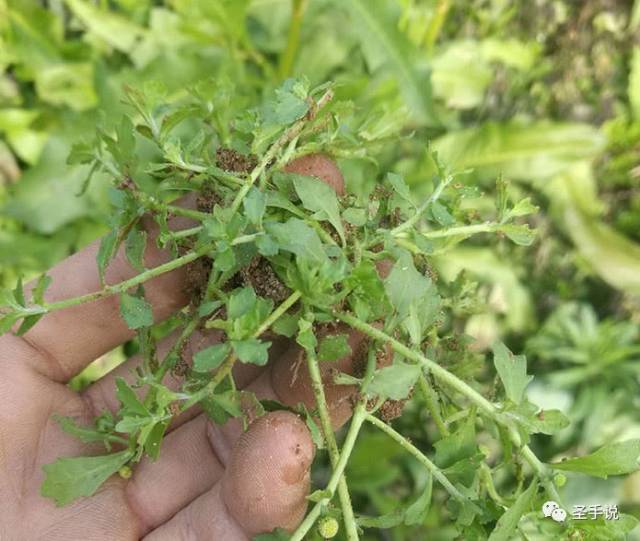 多厉害的鼻炎,鹅仔不食草加它也能搞定,方法简单,效果
