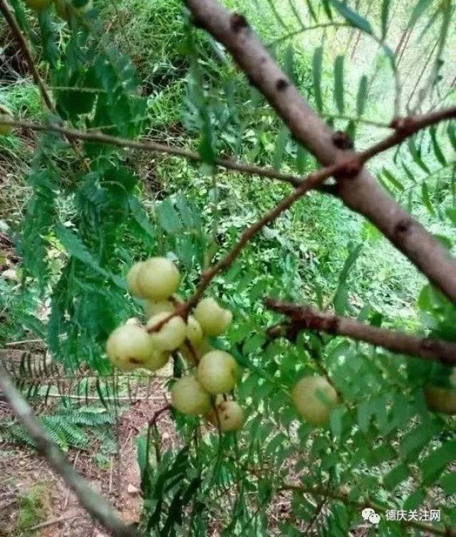 德庆山上这种野果正大量成熟,被称为圣果!多种美味吃法,让你流晒口水!