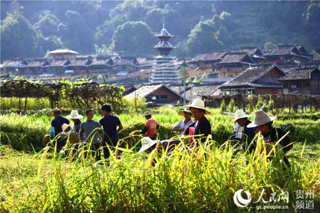 2018年10月6日,在贵州省从江县丙妹镇銮里村,侗族村民在收糯稻.