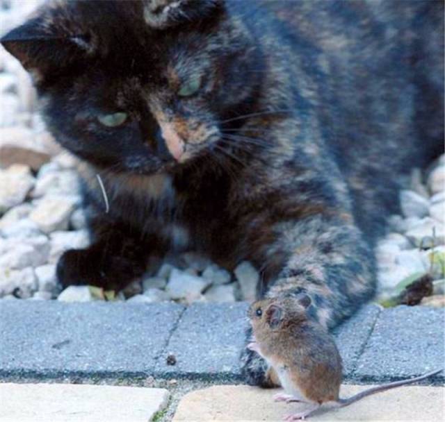 小老鼠不幸遇到猫咪,急中生智讲了个"笑话,逗的猫咪满地打滚