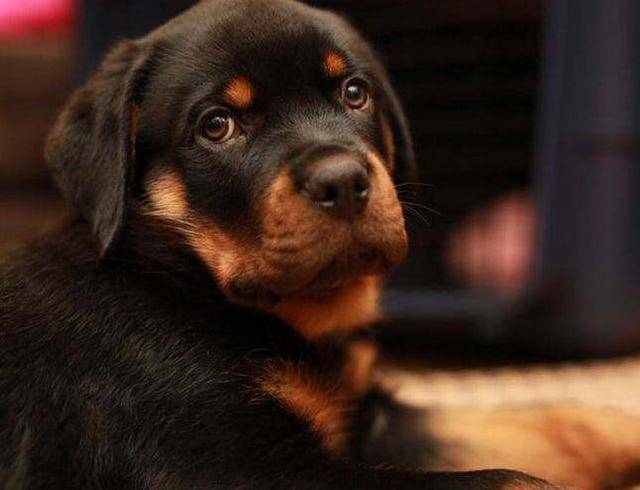 饲养"罗威纳犬"的这些好处与坏处,你知道吗?