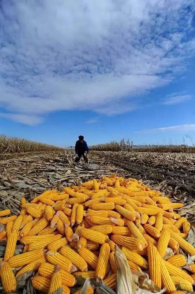 在商河有一种放假叫回家秋收!这组老照片刷爆朋友圈