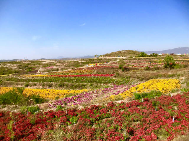 满山花开遍地香