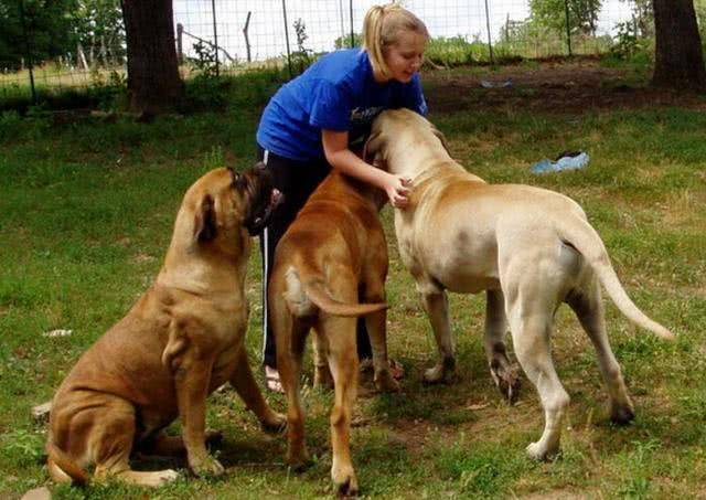 勇敢而温顺的守卫犬,随和的巨型犬战士