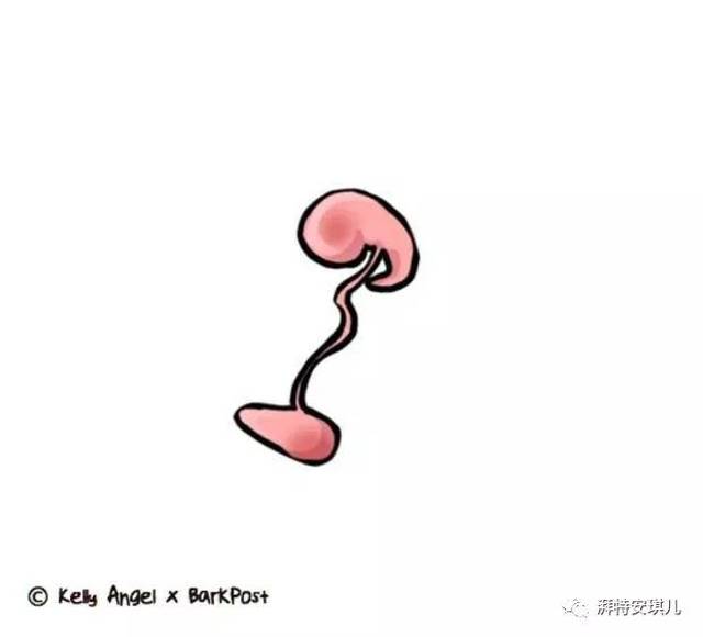 "狗狗生理课"11张插图介绍狗宝宝9周生命孕育旅程!