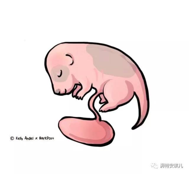 "狗狗生理课"11张插图介绍狗宝宝9周生命孕育旅程!