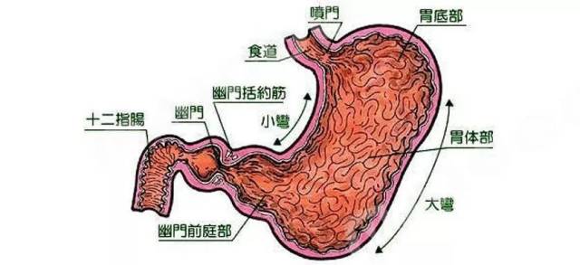 谈论这个话题,先要了解一下胃壁分层.