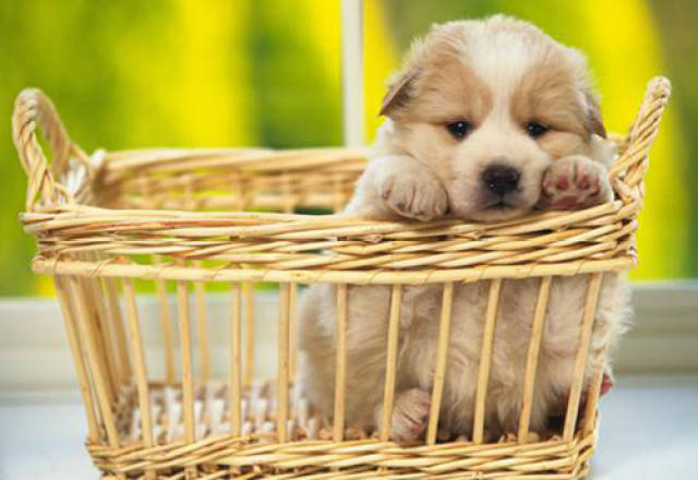 给狗刷牙用什么,如何给狗刷牙