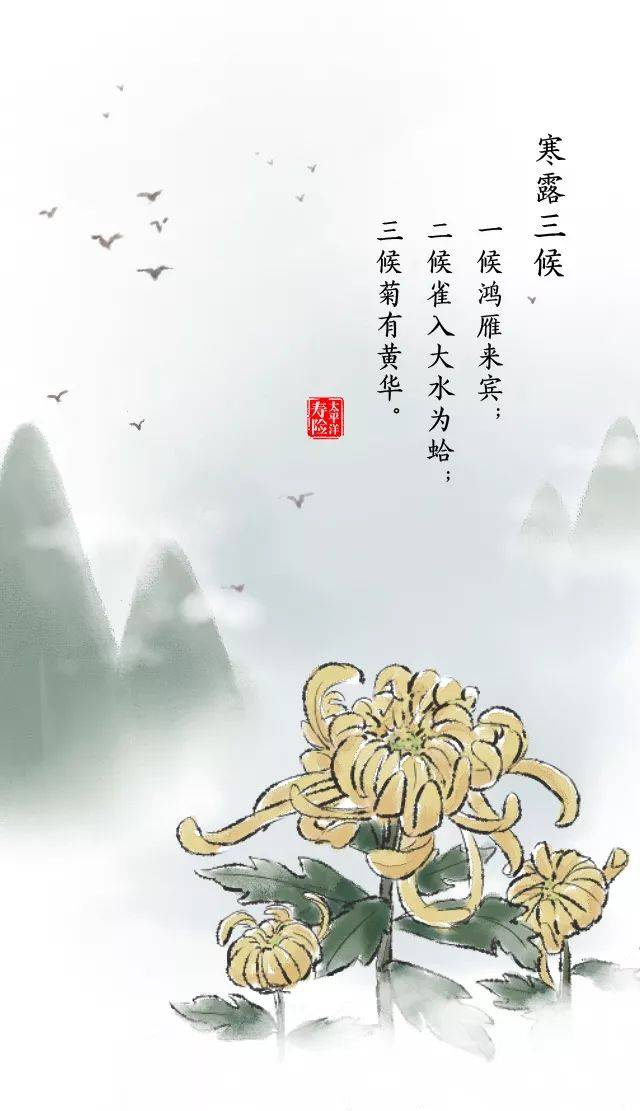 寒露丨天高昼暖夜来凉,枫林尽染菊飘香