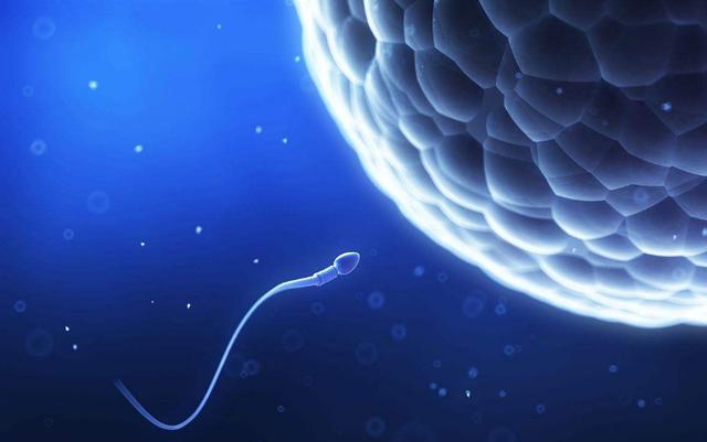 精子进入女性体内,没结合卵子的去哪儿了