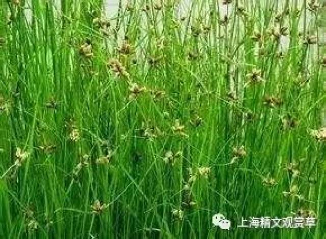 拉丁名:scirpus planiculmis fr.