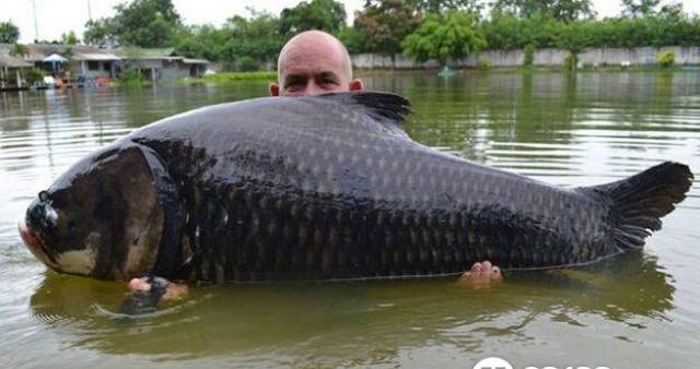 男子在泰国钓到成了精的鲤鱼——巨暹罗鲤