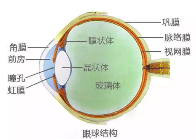 眼部解剖简图 zzjdkj.com 光线从空气进入眼球,会发生屈光现象.
