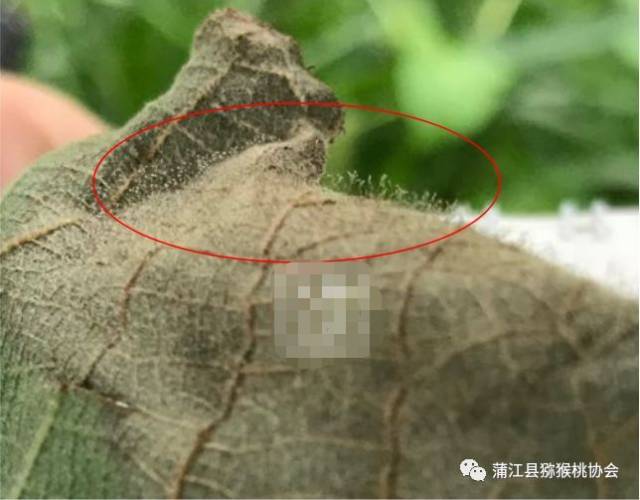 【收藏】 猕猴桃病害高清图谱及防治方法
