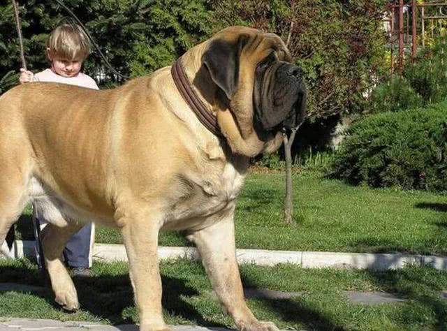 勇敢而温顺的守卫犬,随和的巨型犬战士
