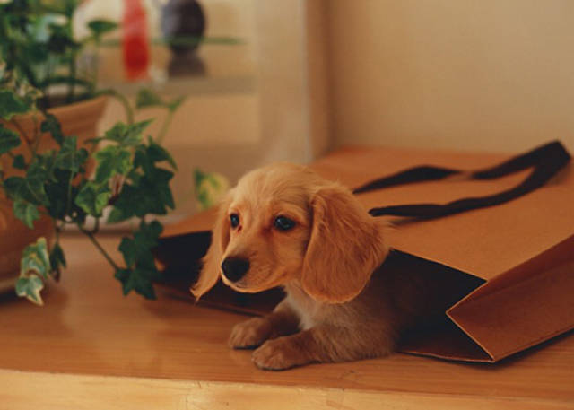 给狗刷牙用什么,如何给狗刷牙