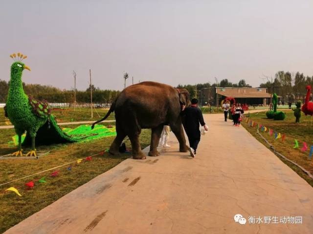 衡水野生动物园节目更加精彩!节后错峰出游更开心!