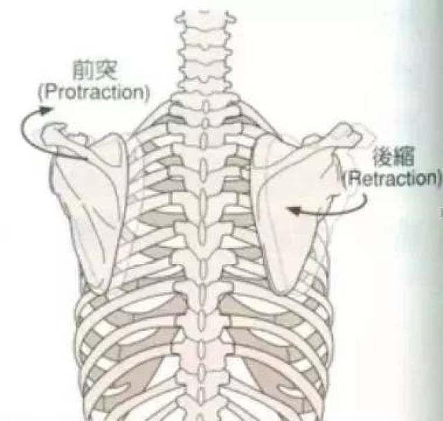 姿势评估之肩胛骨评估(笔记)