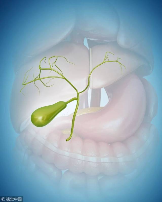 专家告诉我们,胆囊是人体中比较重要的一个消化器官,在不得不切除胆囊