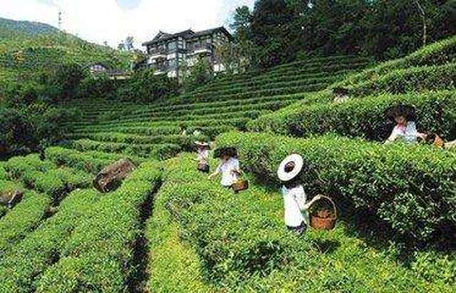 一方水土养一方茶,大自然赋予祁门县怎样的地理环境生长祁门红茶呢?