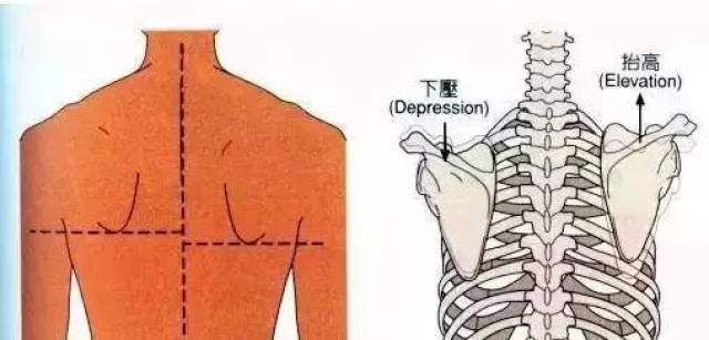 二,肩胛骨上提下降  肩胛下角 继续观察肩胛骨,找出双侧肩胛下角并
