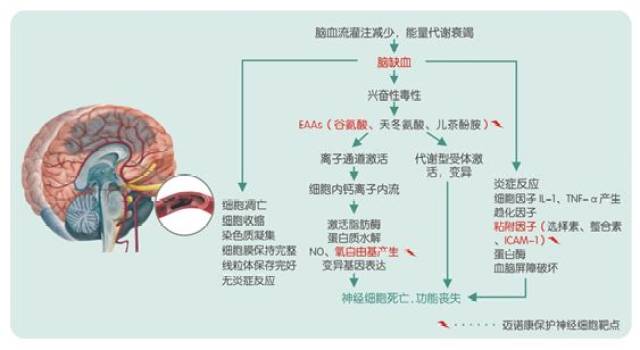 基础研究-杏芎氯化钠注射液对大鼠局灶性脑缺血再灌注损伤保护作用